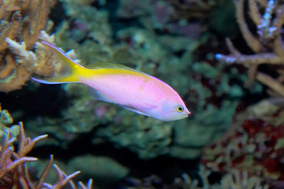 Anthias de Bartlett