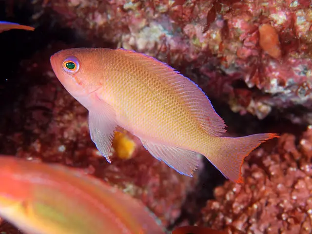 Anthias Hypselosoma