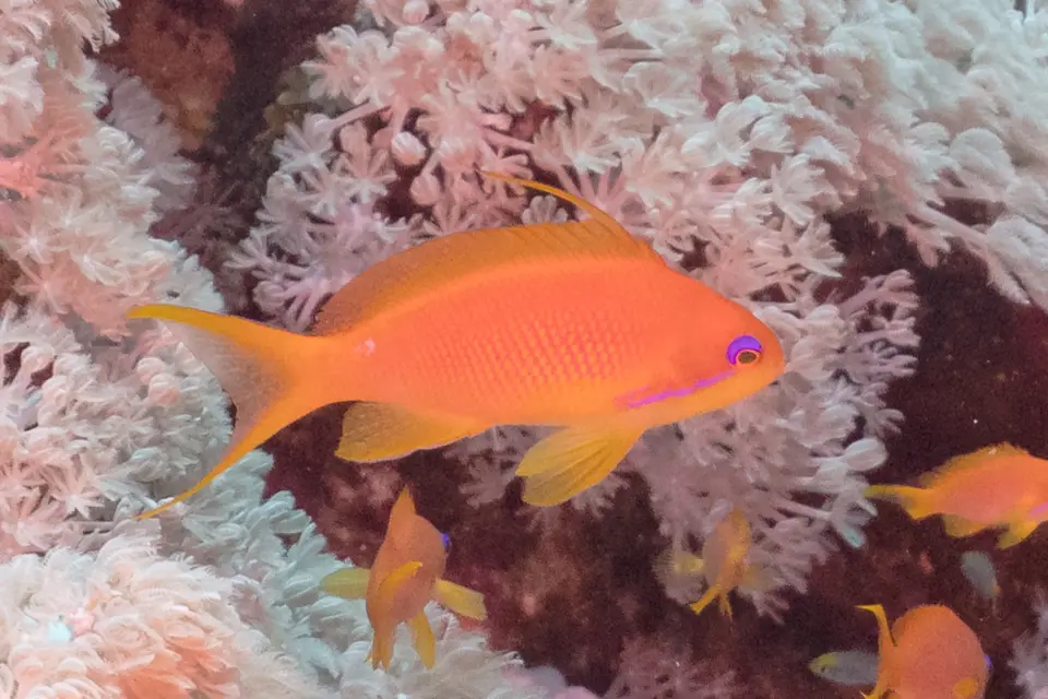 Anthias Lyretail