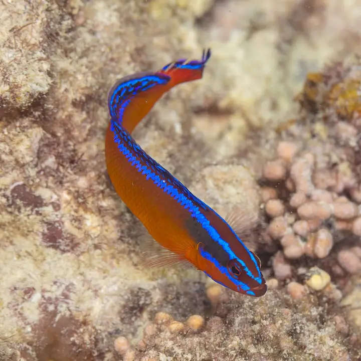 Pseudocromis de Aldabra