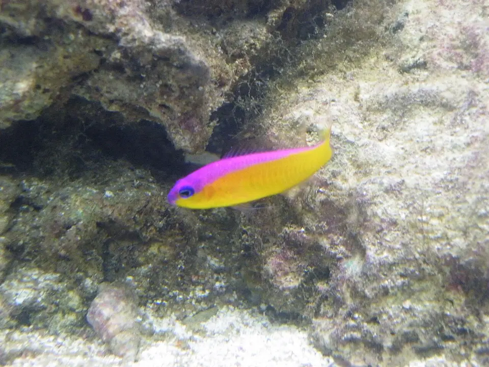 Pseudocromis Diadema