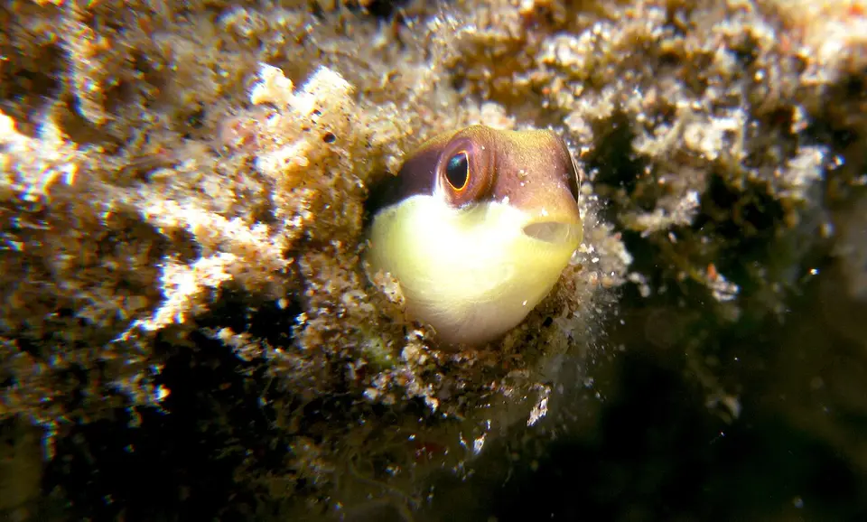 Pseudocromis de Sankey