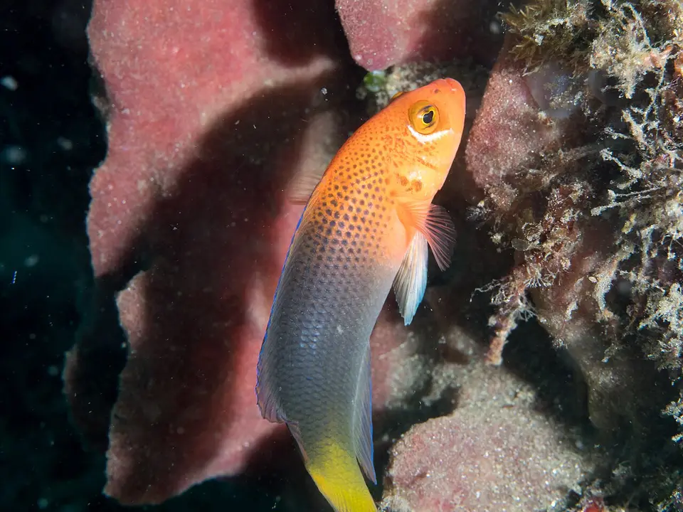 Pseudocromis de Steene