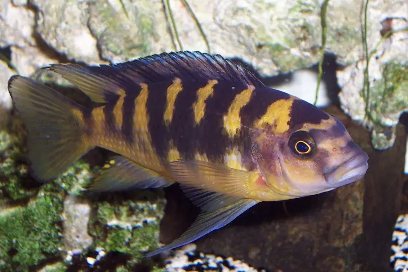 Abejorro
