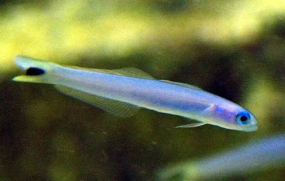 Dardo Azul