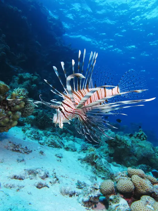 Pez León del Mediterráneo