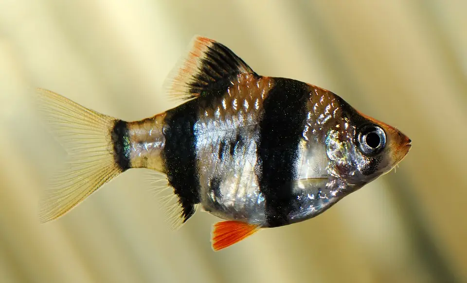 Barbo Tigre
