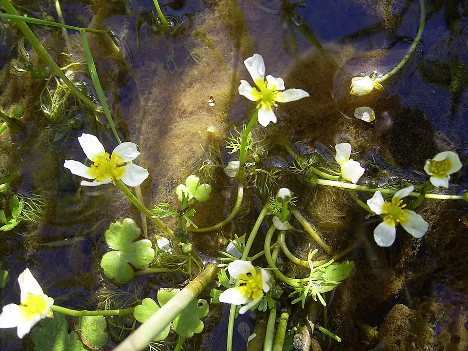 Ranúnculo de Agua