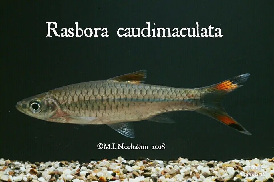 Rasbora de Cola Manchada
