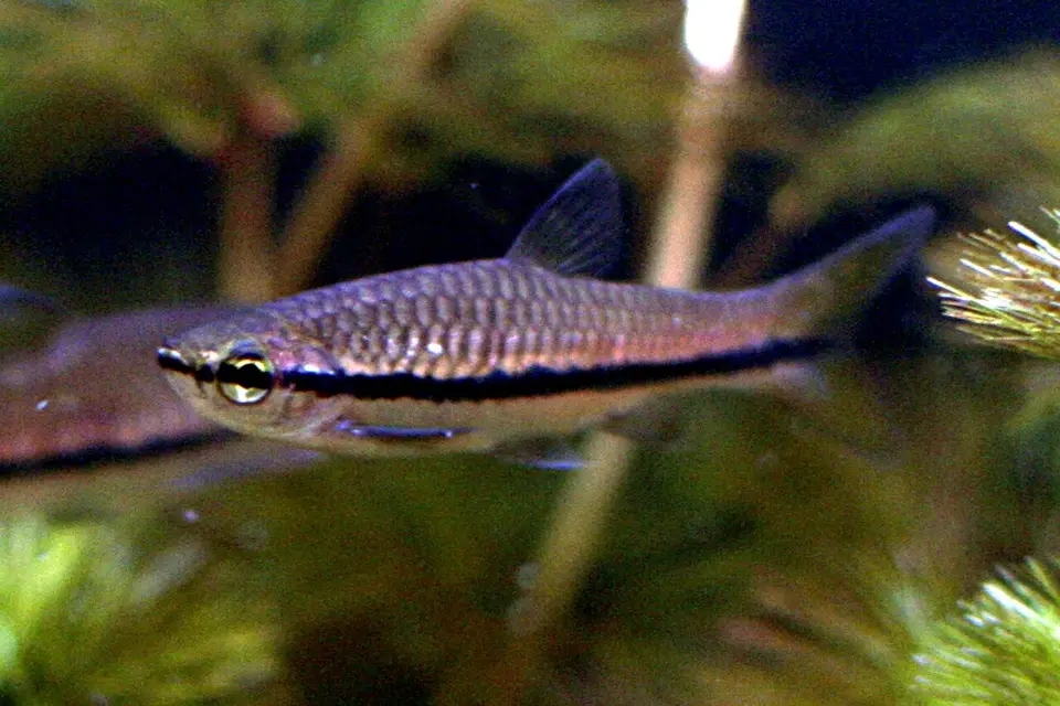 Rasbora Brillante