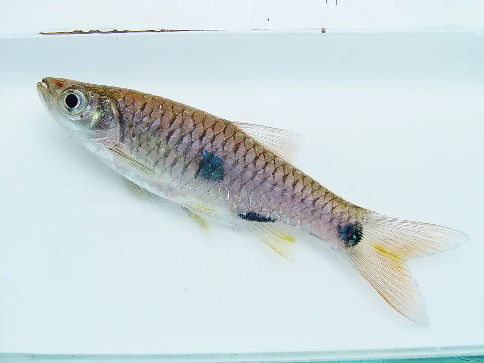 Rasbora Elegante