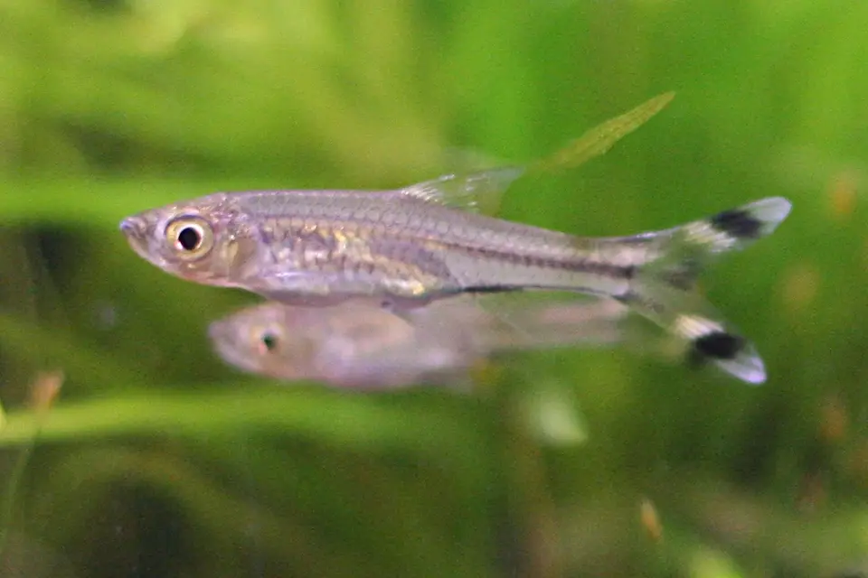 Rasbora Tijera