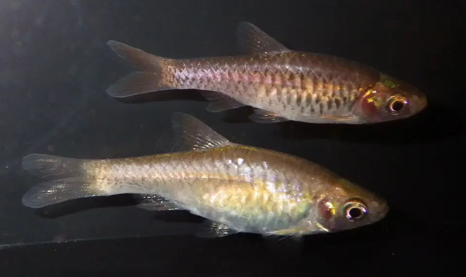 Rasbora Vulcano