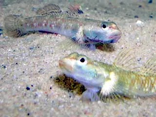 Two-spot Goby