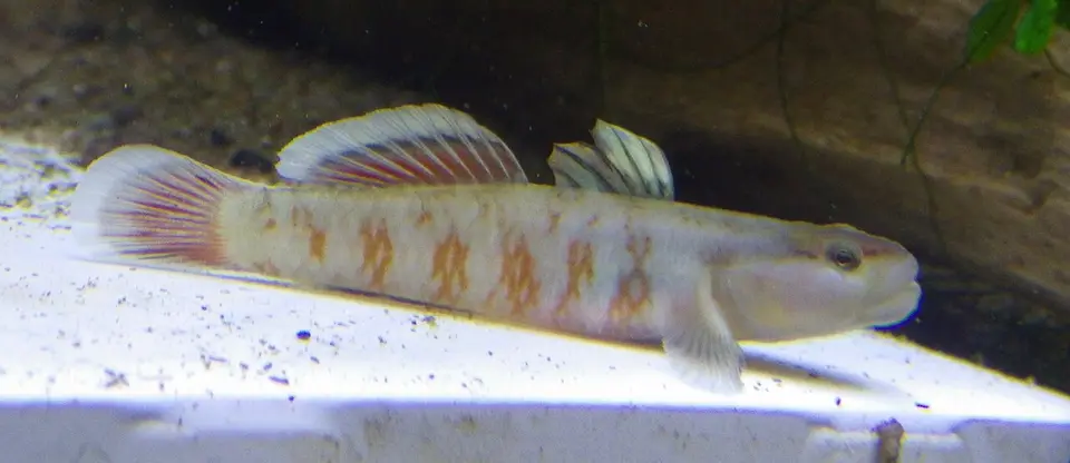Gobio Rhinogobius Zhoui