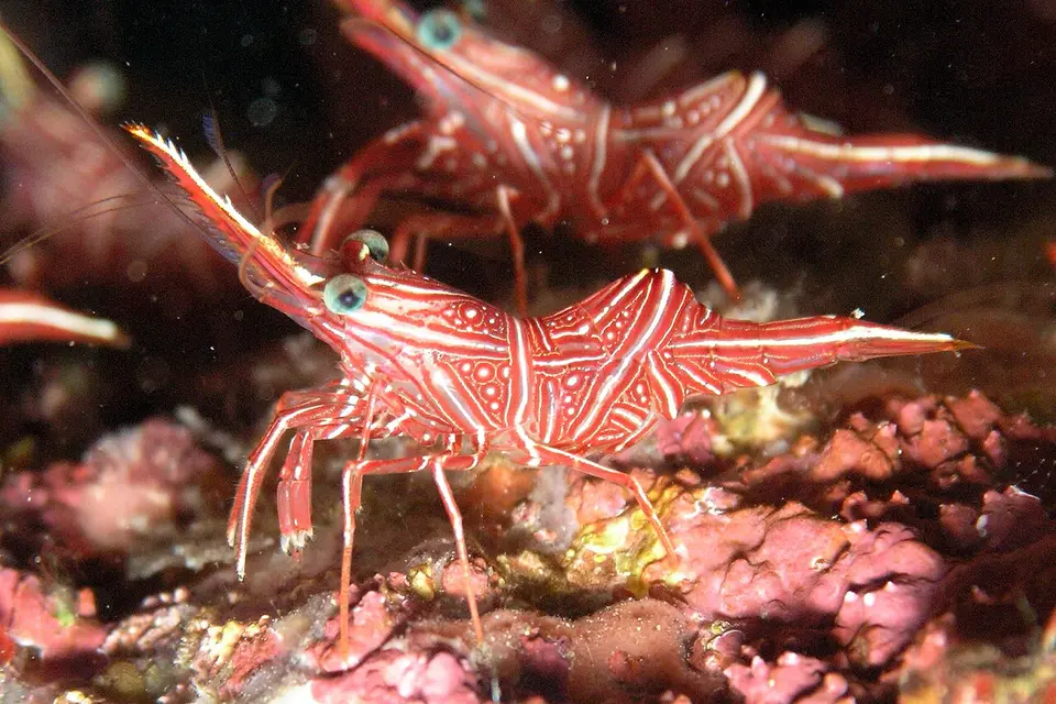 Gamba Camello