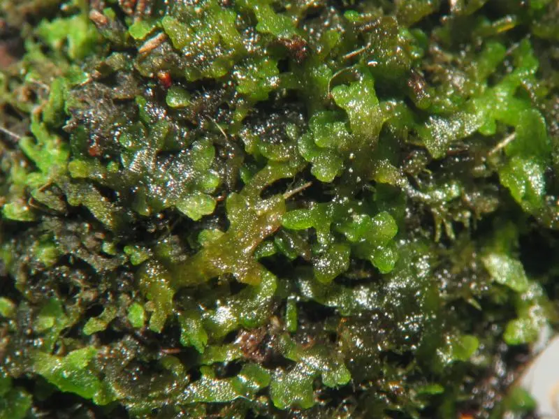 Riccardia