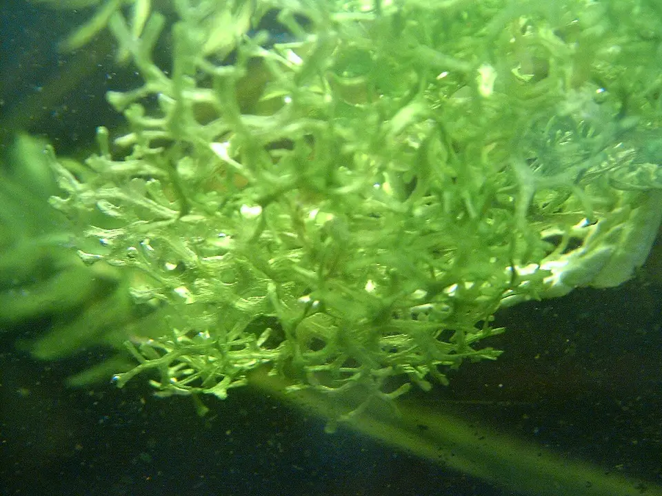 Riccia