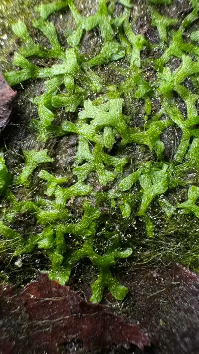 Riccia rhenana