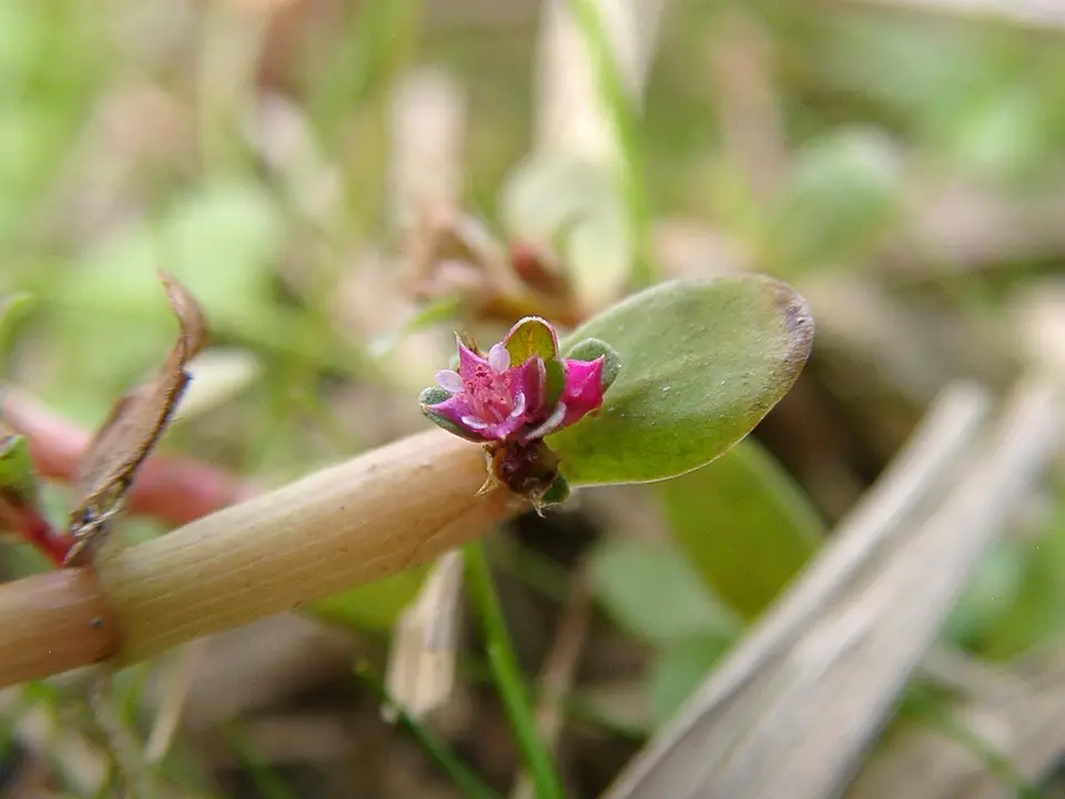 Rotala Indica