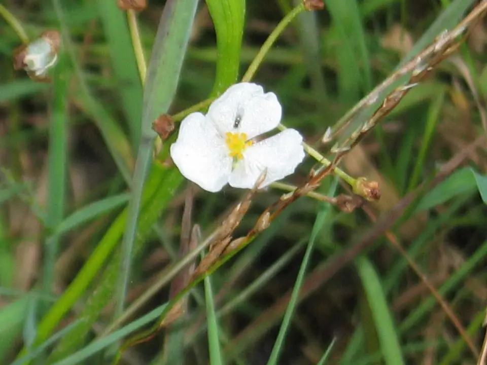 Sagitaria Graminea