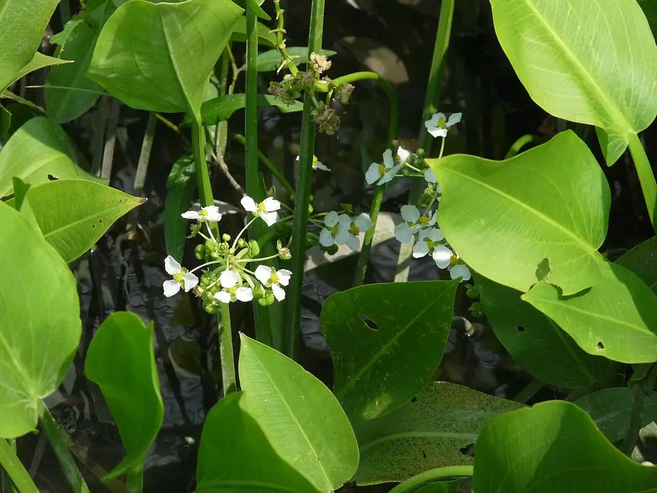 Sagitaria de Hoja Ancha