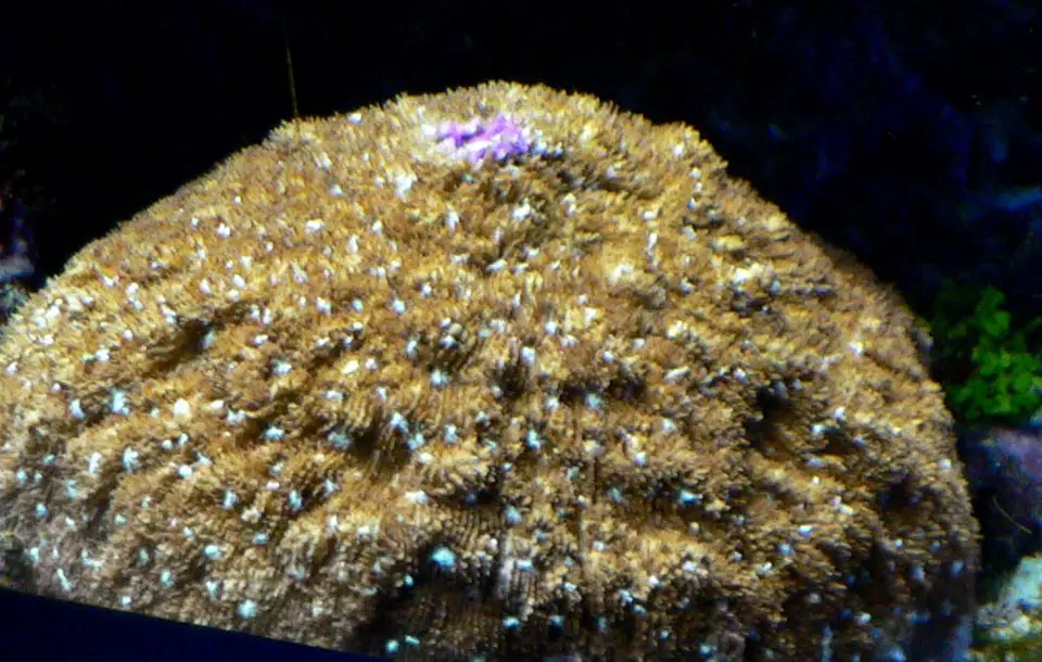 Coral Sandalolitha