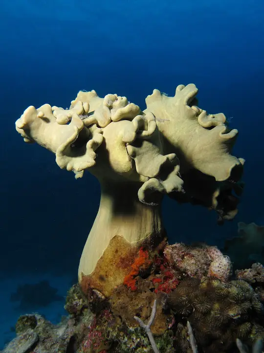Cuero de Sarcophyton Glauco