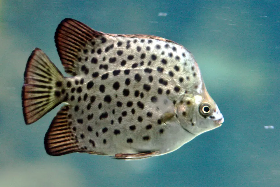 Pez Argos