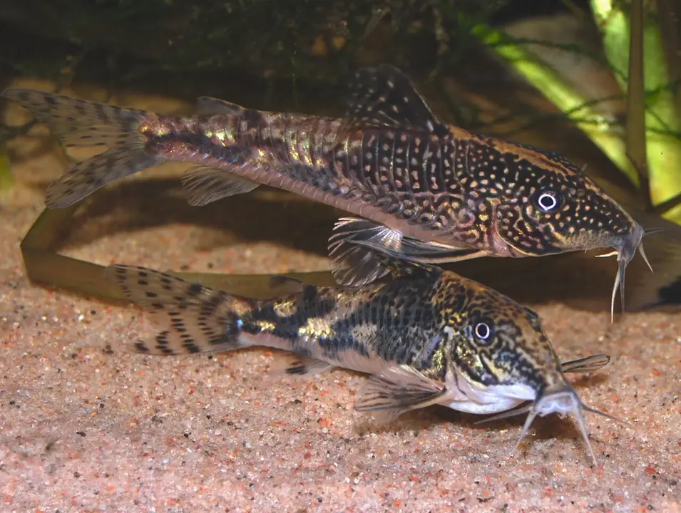 Corydoras Barbatus