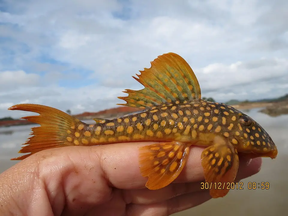 Pleco Sol