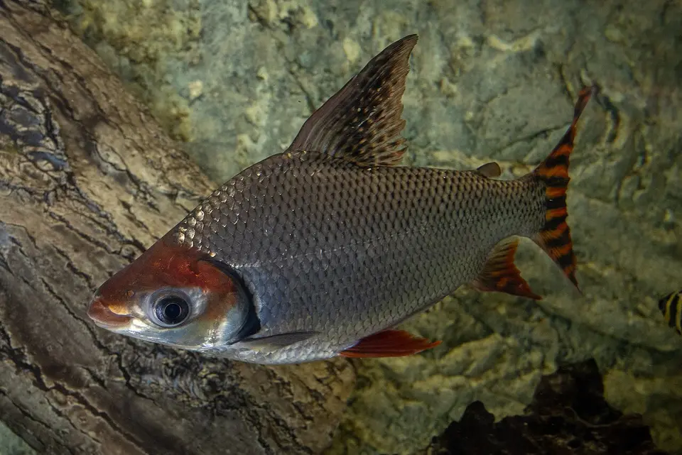 Prochilodus Cola de Bandera