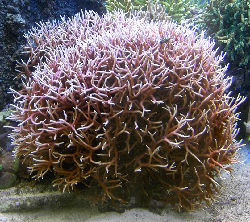 Seriatopora