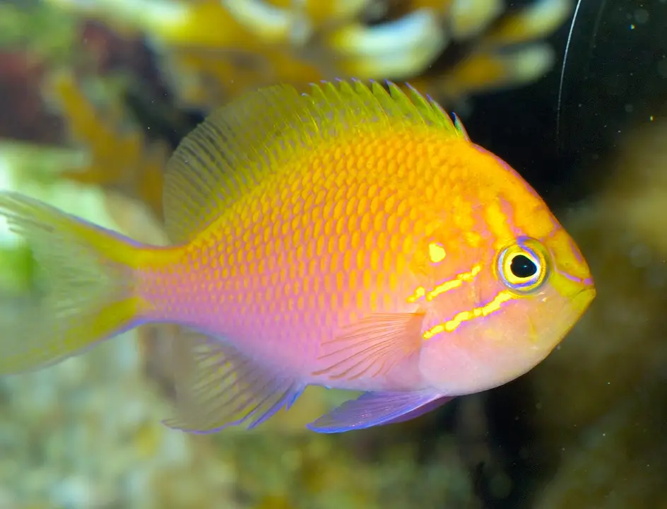Anthias Cuadrado
