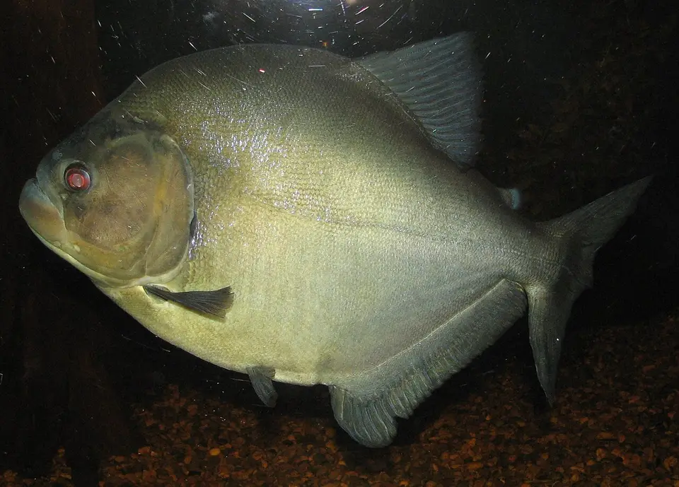 Piraña Negra