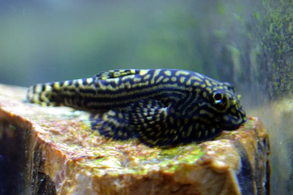 Locha Mariposa