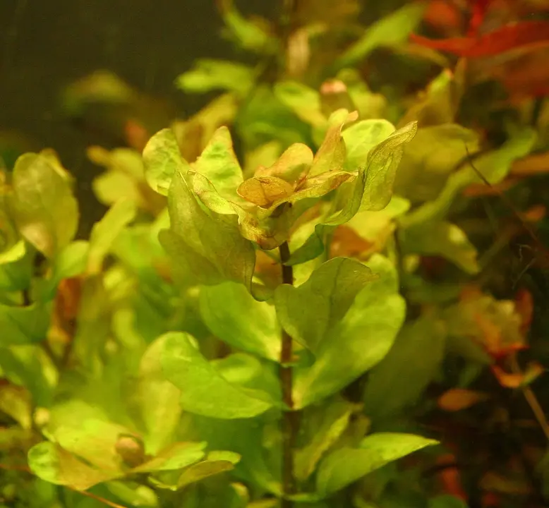 Hoja de Roble Mexicana