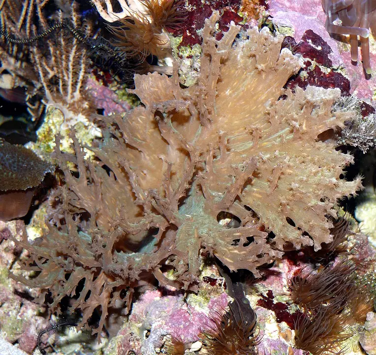 Sinularia dura