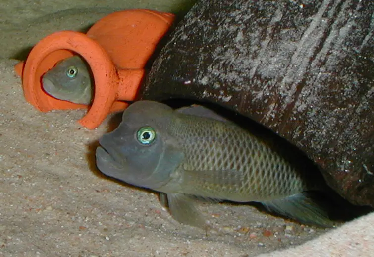 Cíclido Cabeza de Búfalo