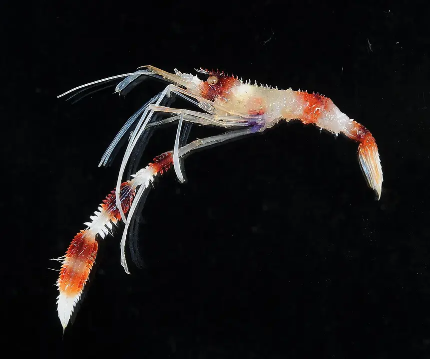 Gamba Boxeadora