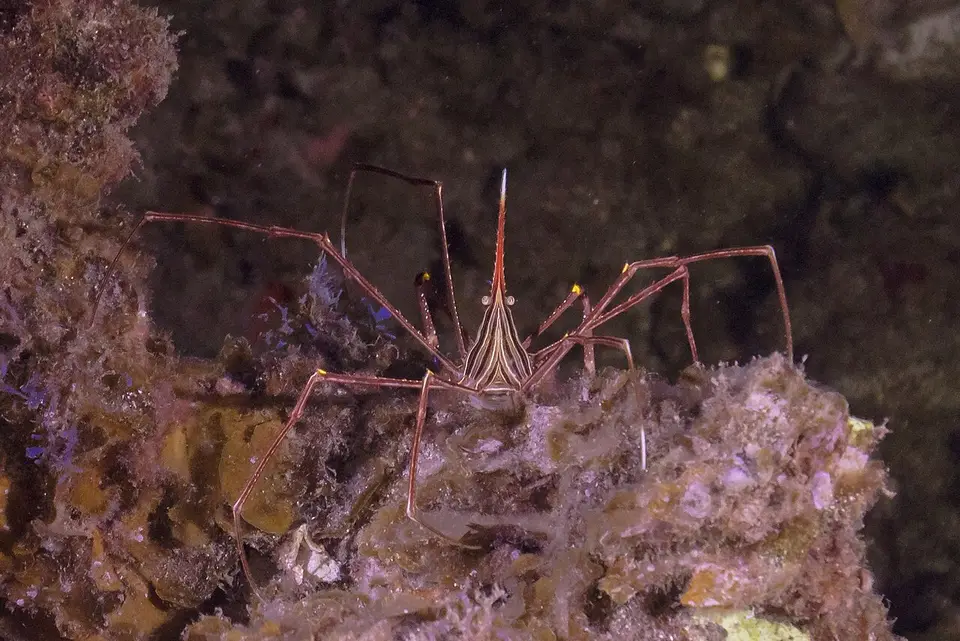Cangrejo Araña Flecha