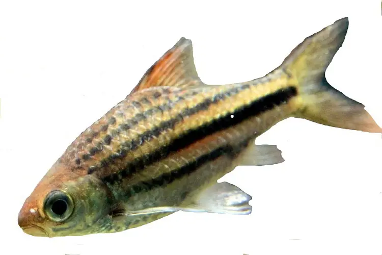 Barbo Rayado