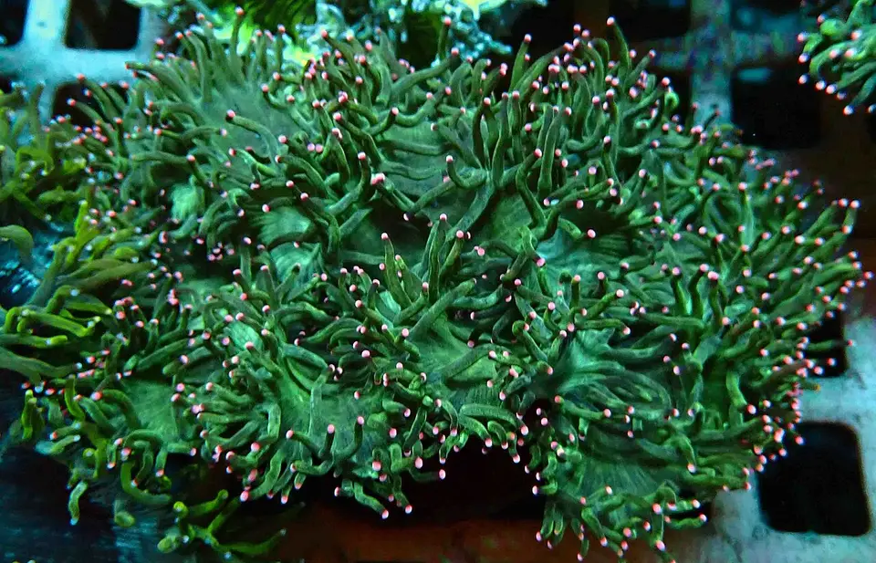 Stylophora Subseriata