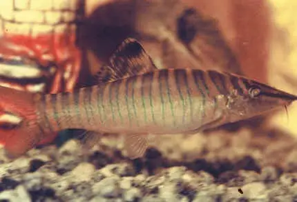 Botia Tigre
