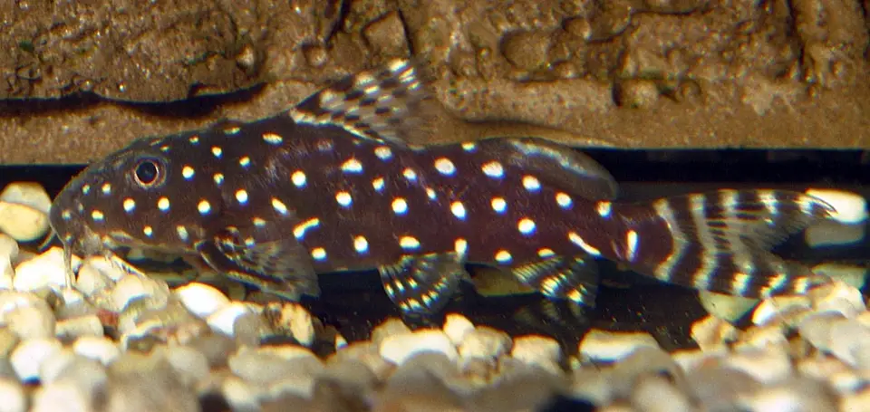 Synodontis Ángel