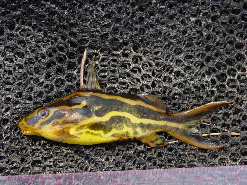 Synodontis Flavitaeniatus