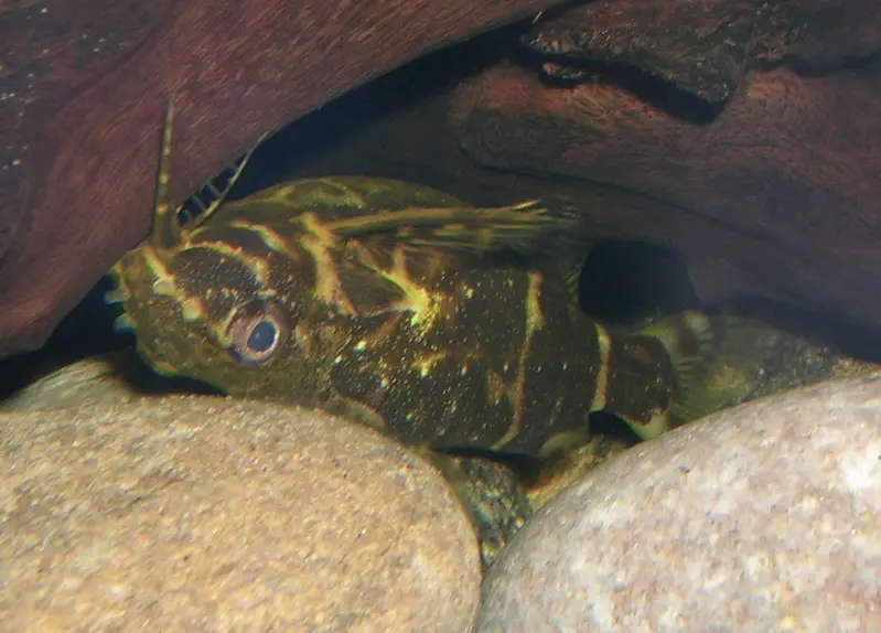 Synodontis Invertido