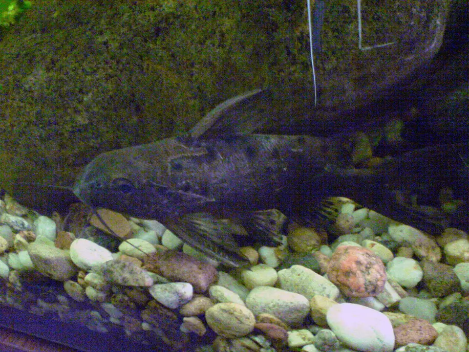 Synodontis Ocelado