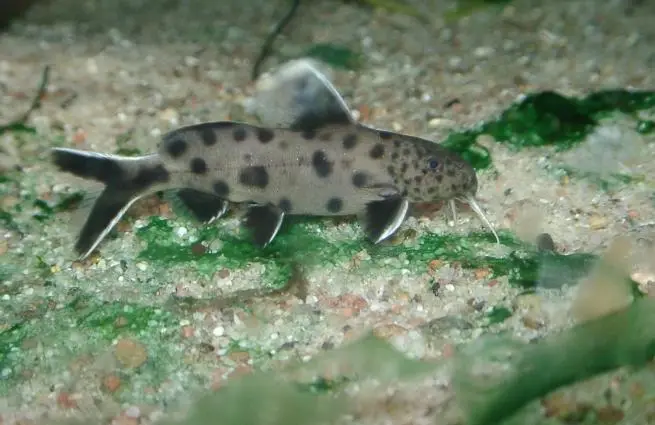 Synodontis Petricola