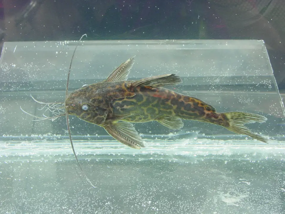 Synodontis de Schouteden